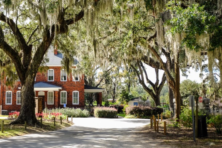a tree in the middle of the street